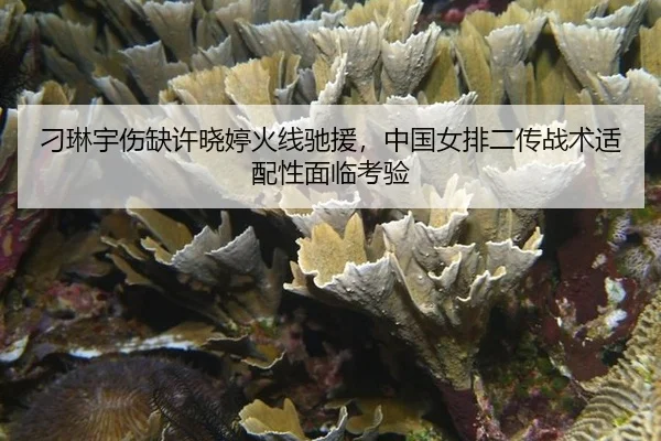diao-lin-yu-shang-que-xu-xiao-ting-huo-xian-chi-yuan-zhong-guo-nv-pai-er-chuan-zhan-shu-shi-pei-xing-mian-lin-kao-yan-3-767.jpg